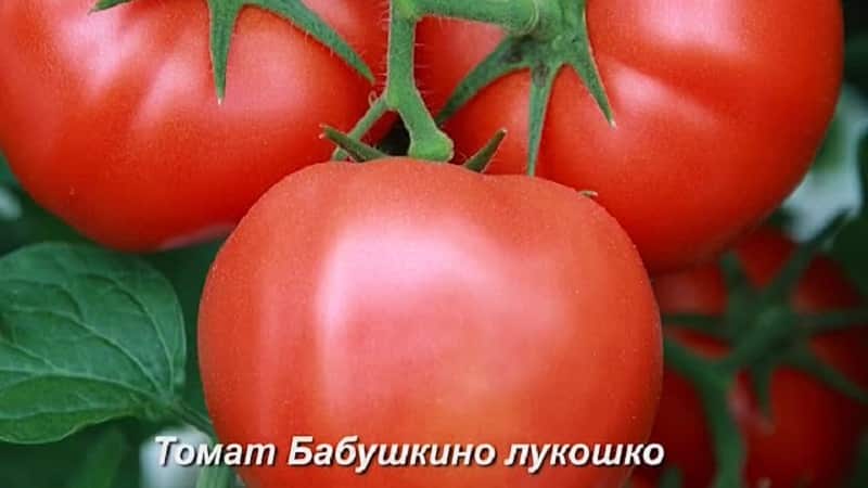 A favorite among summer residents for growing in a greenhouse is the Babushkino Lukoshko tomato.