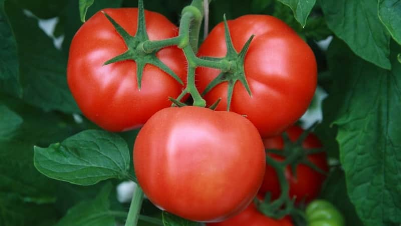 Um favorito entre os residentes de verão para cultivo em estufa é o tomate Babushkino Lukoshko.