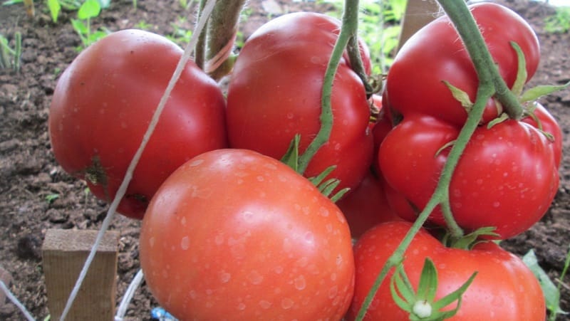 Um favorito entre os residentes de verão para cultivo em estufa é o tomate Babushkino Lukoshko.