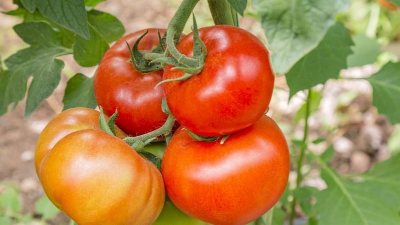 La tomate Babushkino Lukoshko est l'une des préférées des résidents d'été pour la culture en serre.