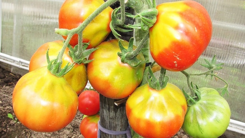 La tomate Babushkino Lukoshko est l'une des préférées des résidents d'été pour la culture en serre.