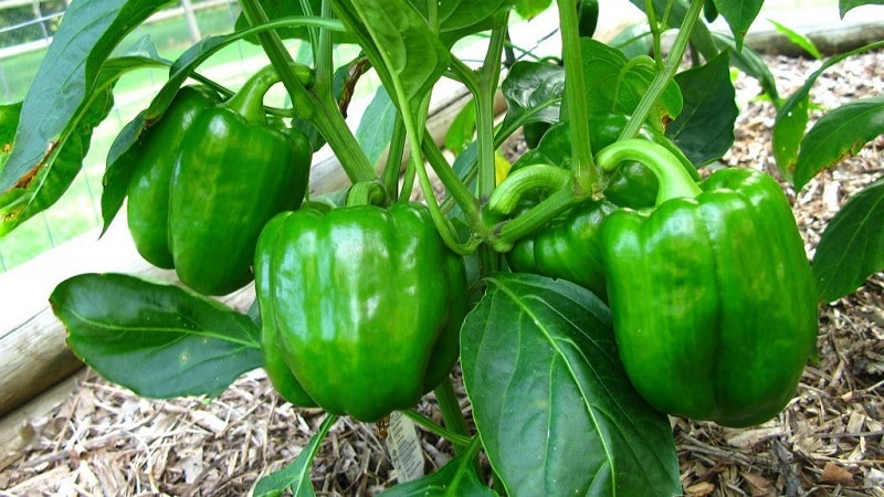 Hvor og hvordan lagre paprika for vinteren: fersk, frossen, tørket, tørket og hermetisert