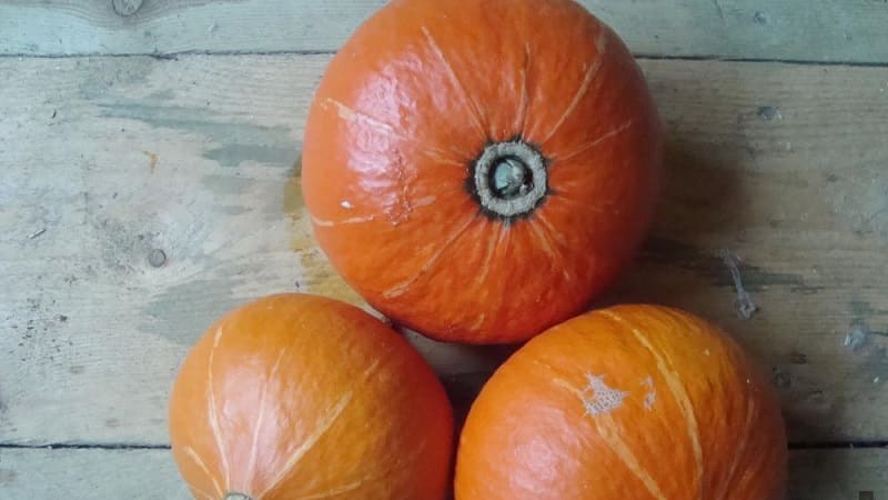 Un ibrido dal sapore originale che ti sorprenderà piacevolmente - Zucca Nocciola: la coltiviamo senza troppi problemi