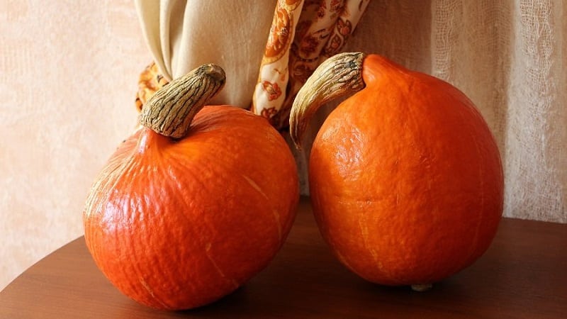 A hybrid with an original flavor that will pleasantly surprise you - Hazelnut pumpkin: we grow it without much hassle