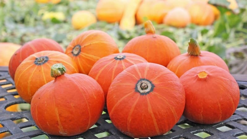 A hybrid with an original flavor that will pleasantly surprise you - Hazelnut pumpkin: we grow it without much hassle