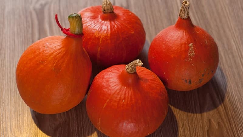 A hybrid with an original flavor that will pleasantly surprise you - Hazelnut pumpkin: we grow it without much hassle