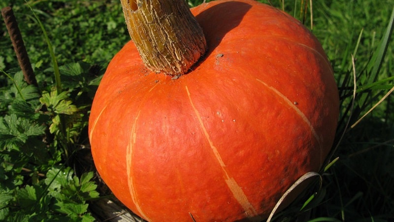 Un ibrido dal sapore originale che ti sorprenderà piacevolmente - Zucca Nocciola: la coltiviamo senza troppi problemi