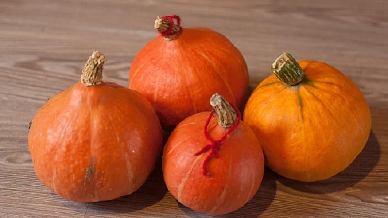 A hybrid with an original flavor that will pleasantly surprise you - Hazelnut pumpkin: we grow it without much hassle