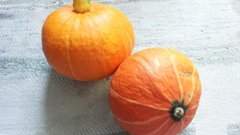 A hybrid with an original flavor that will pleasantly surprise you - Hazelnut pumpkin: we grow it without much hassle