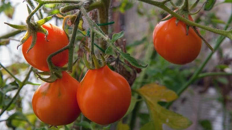 Sesuai untuk pemeliharaan dan mudah dijaga, tomato truffle Jepun: ulasan, foto dan rahsia yang semakin meningkat