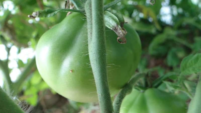 Sesuai untuk pemeliharaan dan mudah dijaga, tomato truffle Jepun: ulasan, foto dan rahsia yang semakin meningkat