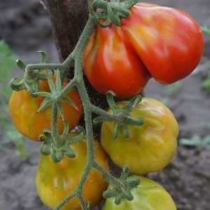 Sesuai untuk pemeliharaan dan mudah dijaga, tomato truffle Jepun: ulasan, foto dan rahsia yang semakin meningkat