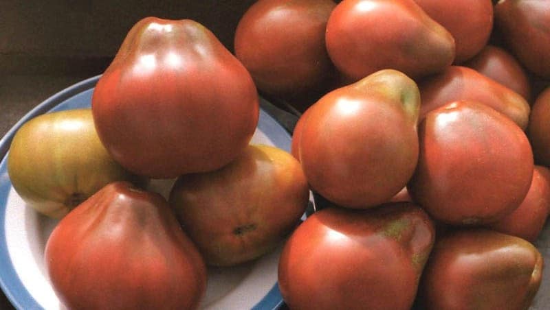 Sesuai untuk pemeliharaan dan mudah dijaga, tomato truffle Jepun: ulasan, foto dan rahsia yang semakin meningkat