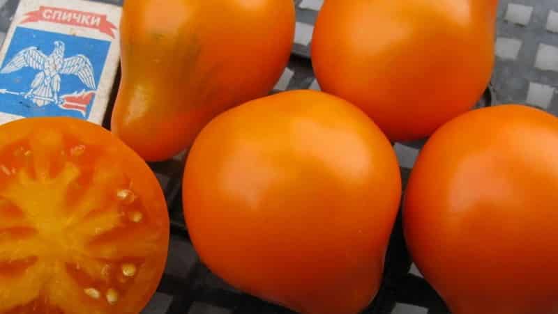 Sesuai untuk pemeliharaan dan mudah dijaga, tomato truffle Jepun: ulasan, foto dan rahsia yang semakin meningkat