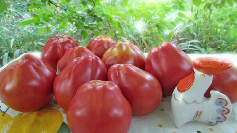 Sesuai untuk pemeliharaan dan mudah dijaga, tomato truffle Jepun: ulasan, foto dan rahsia yang semakin meningkat