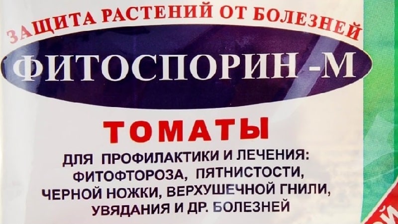 Листата на малината стават червени през юни: защо се случва това и какво да правя с това