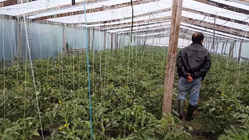 Instrucciones para tratar tomates con fitosporina en invernadero y precauciones al rociar tomates.