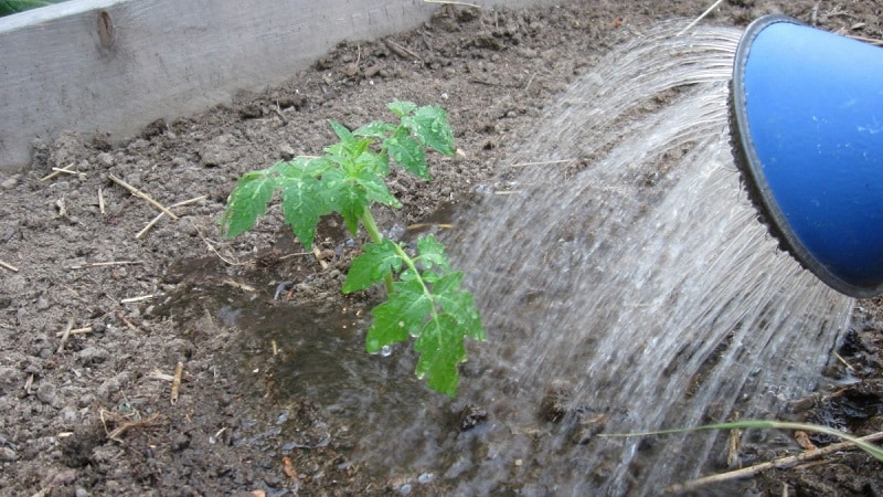 Instruktioner til behandling af tomater med phytosporin i et drivhus og forholdsregler ved sprøjtning af tomater