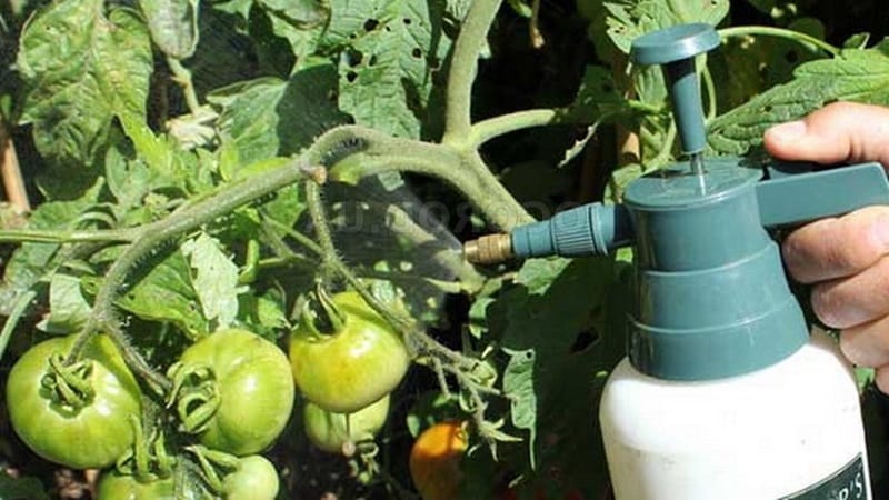 Anweisungen zur Behandlung von Tomaten mit Phytosporin in einem Gewächshaus und Vorsichtsmaßnahmen beim Besprühen von Tomaten