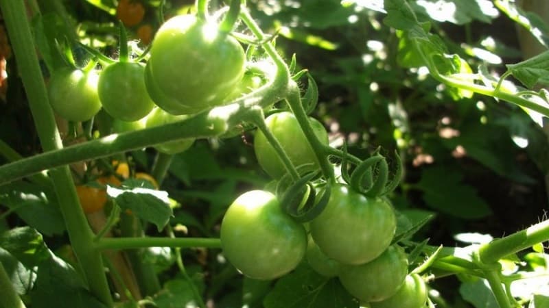 Instruktioner til behandling af tomater med phytosporin i et drivhus og forholdsregler ved sprøjtning af tomater