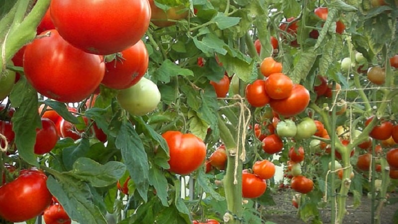 Mga tagubilin para sa pagpapagamot ng mga kamatis na may phytosporin sa isang greenhouse at mga pag-iingat kapag nag-spray ng mga kamatis