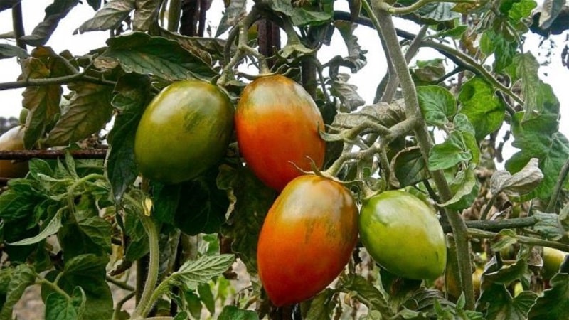 Instructies voor het gebruik van HOM voor de verwerking van tomaten: nuances voor volle grond en kassen, voorzorgsmaatregelen