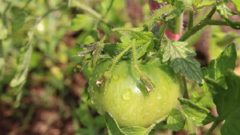 Instructions for using HOM for processing tomatoes: nuances for open ground and greenhouses, precautions