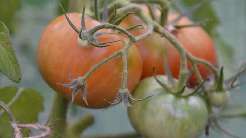 Instrucciones para usar HOM para procesar tomates: matices para campo abierto e invernaderos, precauciones