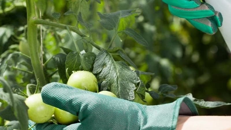 Instrucciones para usar HOM para procesar tomates: matices para campo abierto e invernaderos, precauciones