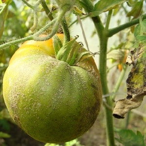 Instructies voor het gebruik van HOM voor de verwerking van tomaten: nuances voor volle grond en kassen, voorzorgsmaatregelen