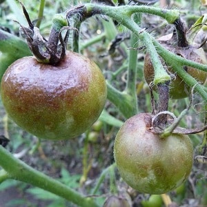 Arahan untuk menggunakan HOM untuk memproses tomato: nuansa untuk tanah terbuka dan rumah hijau, langkah berjaga-jaga