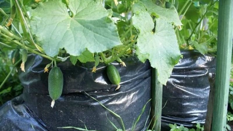 Instrucciones para cultivar pepinos en bolsas: desde la preparación de materiales hasta la cosecha terminada.