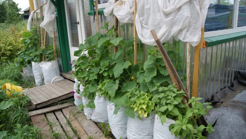 Instrucciones para cultivar pepinos en bolsas: desde la preparación de materiales hasta la cosecha terminada.