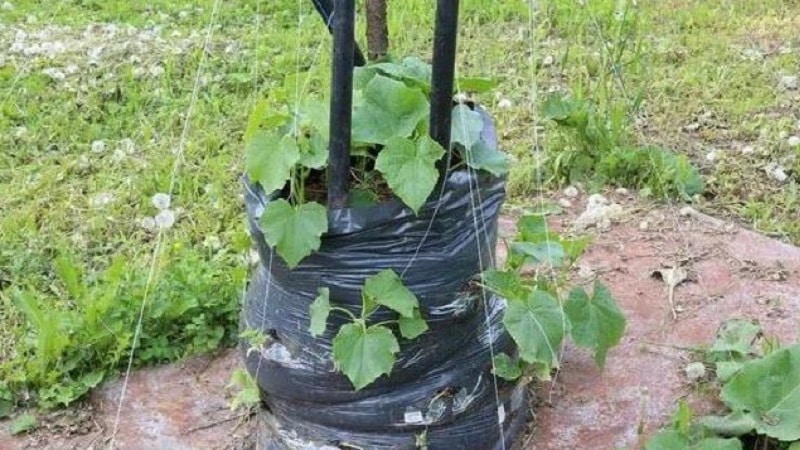 Instrucciones para cultivar pepinos en bolsas: desde la preparación de materiales hasta la cosecha terminada.