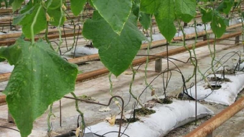 Instrucciones para cultivar pepinos en bolsas: desde la preparación de materiales hasta la cosecha terminada.