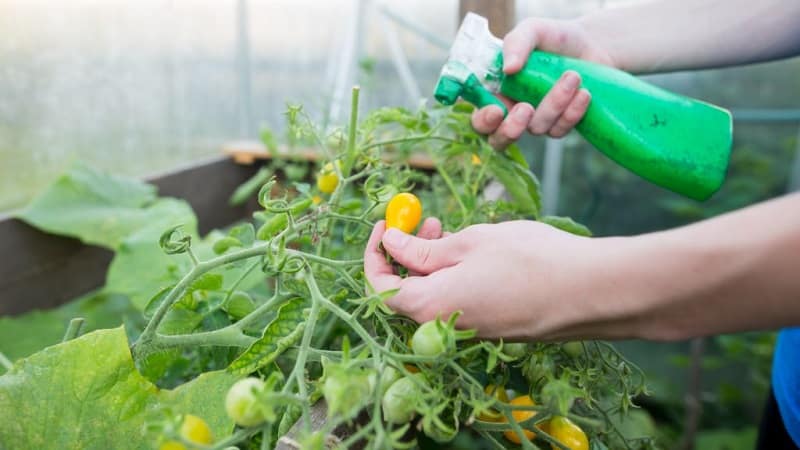 Com i què alimentar els tomàquets durant la floració i la fruita per obtenir una rica collita de tomàquets grans