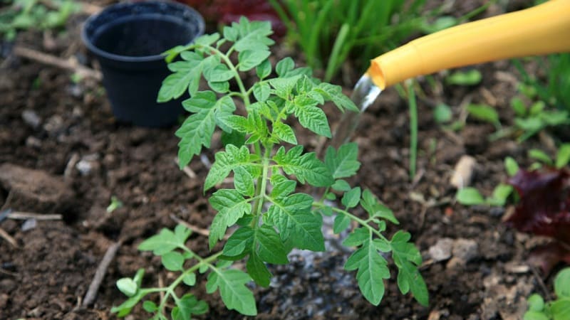 Com i què alimentar els tomàquets durant la floració i la fruita per obtenir una rica collita de tomàquets grans