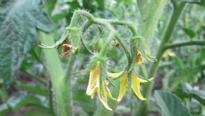 Com i què alimentar els tomàquets durant la floració i la fruita per obtenir una rica collita de tomàquets grans