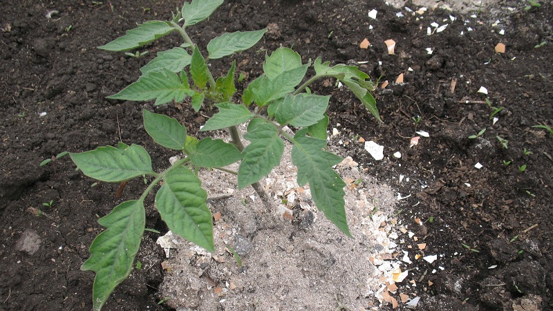 Com i què alimentar els tomàquets durant la floració i la fruita per obtenir una rica collita de tomàquets grans