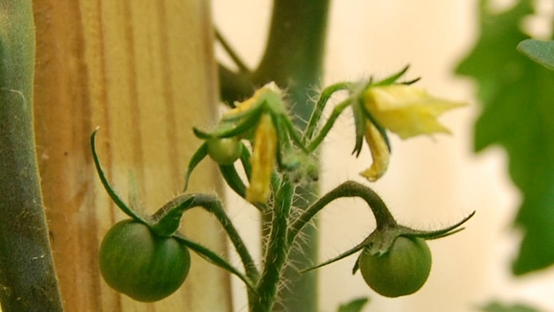 Com i què alimentar els tomàquets durant la floració i la fruita per obtenir una rica collita de tomàquets grans