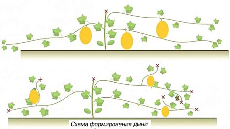 Come e quando formare correttamente un melone in piena terra