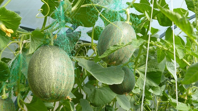 Wie und wann man eine Melone im Freiland richtig formt