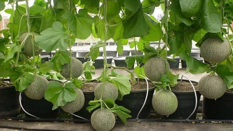 Paano at kailan bumuo ng isang melon sa bukas na lupa nang tama