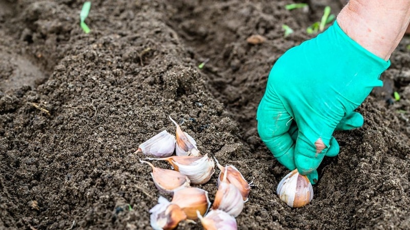 Hoe knoflook in het voorjaar te planten