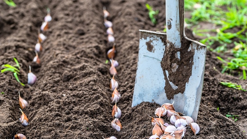 Hoe knoflook in het voorjaar te planten