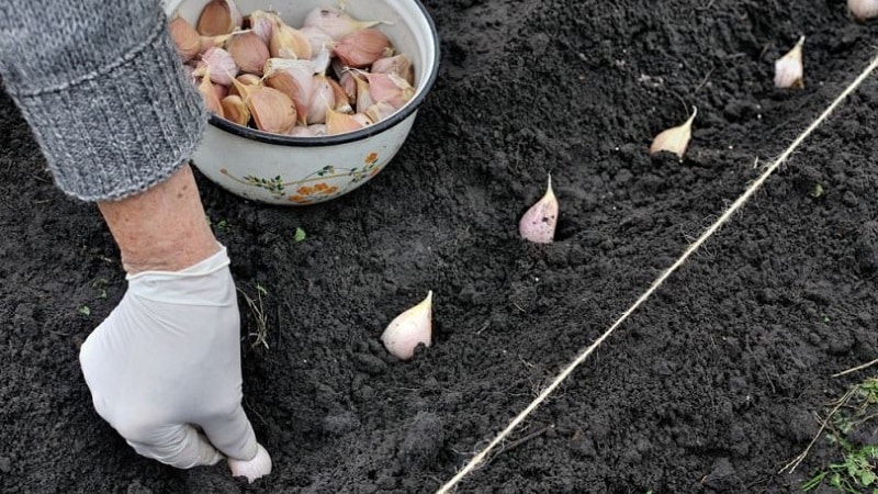 Hoe knoflook in het voorjaar te planten