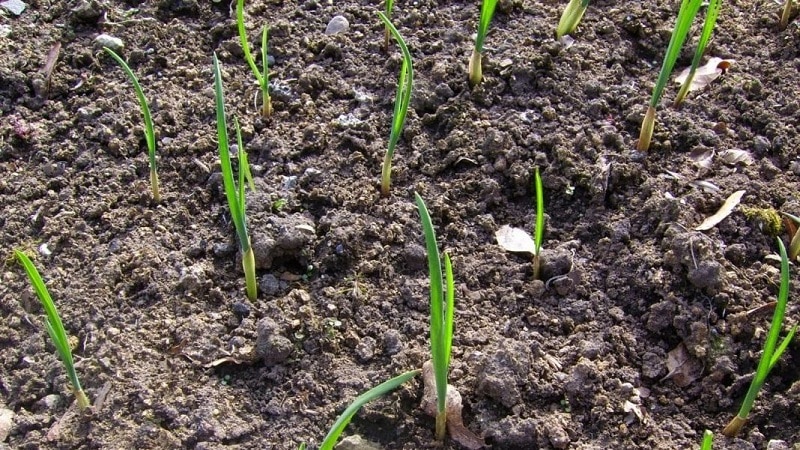 Hoe knoflook in het voorjaar te planten