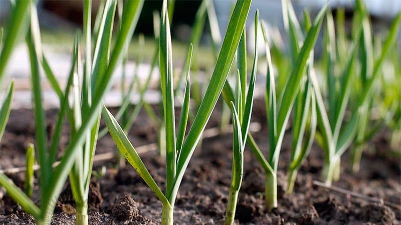 Hoe knoflook in het voorjaar te planten