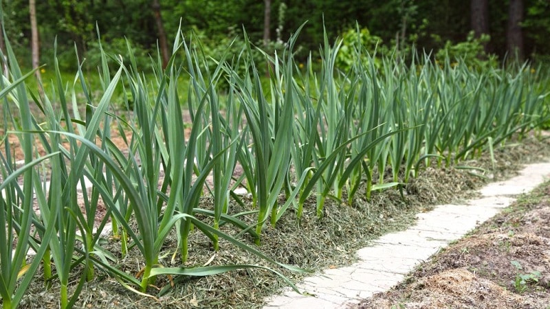 Hoe knoflook in het voorjaar te planten