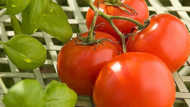 Sådan dyrkes Maryina Roshcha-tomaten korrekt: anmeldelser, fotos og udbytte af en tidlig modnende hybrid